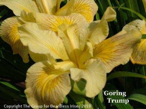 Goring Trump